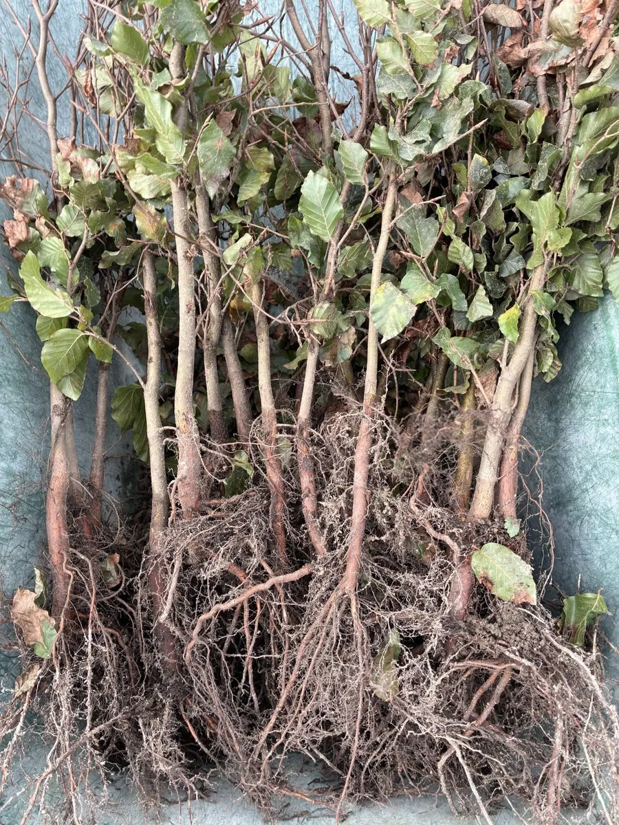 Green Beech Hedging 60-80cm - €1 each - Image 3