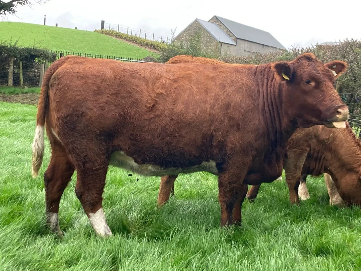 Springers, Cows/Calves, Bull - Image 2