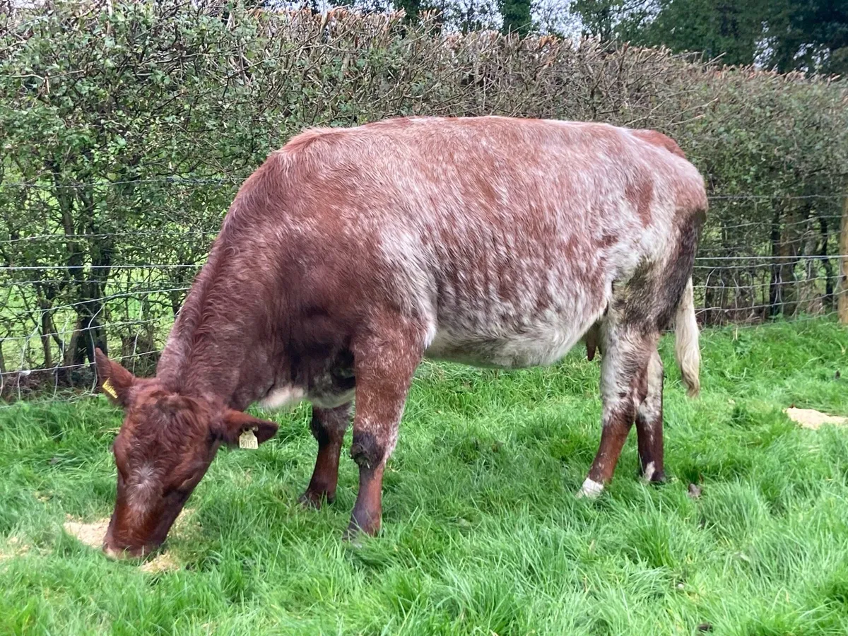 Springers, Cows/Calves, Bull - Image 3