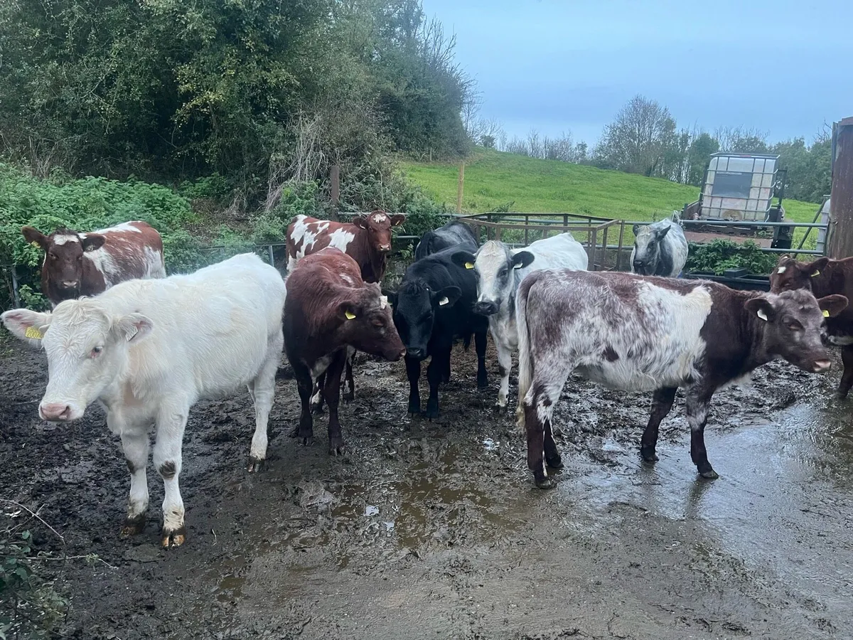 Ballymahon Mart 24th October - Image 1