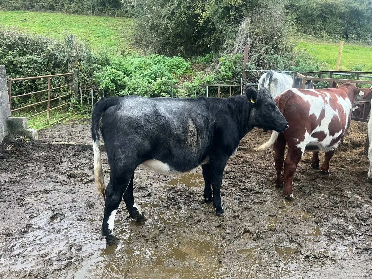 Ballymahon Mart 24th October - Image 2