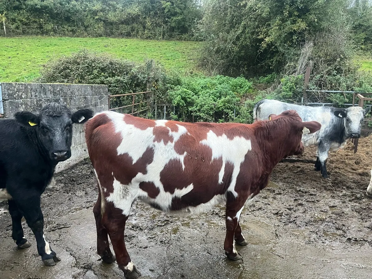 Ballymahon Mart 24th October - Image 3