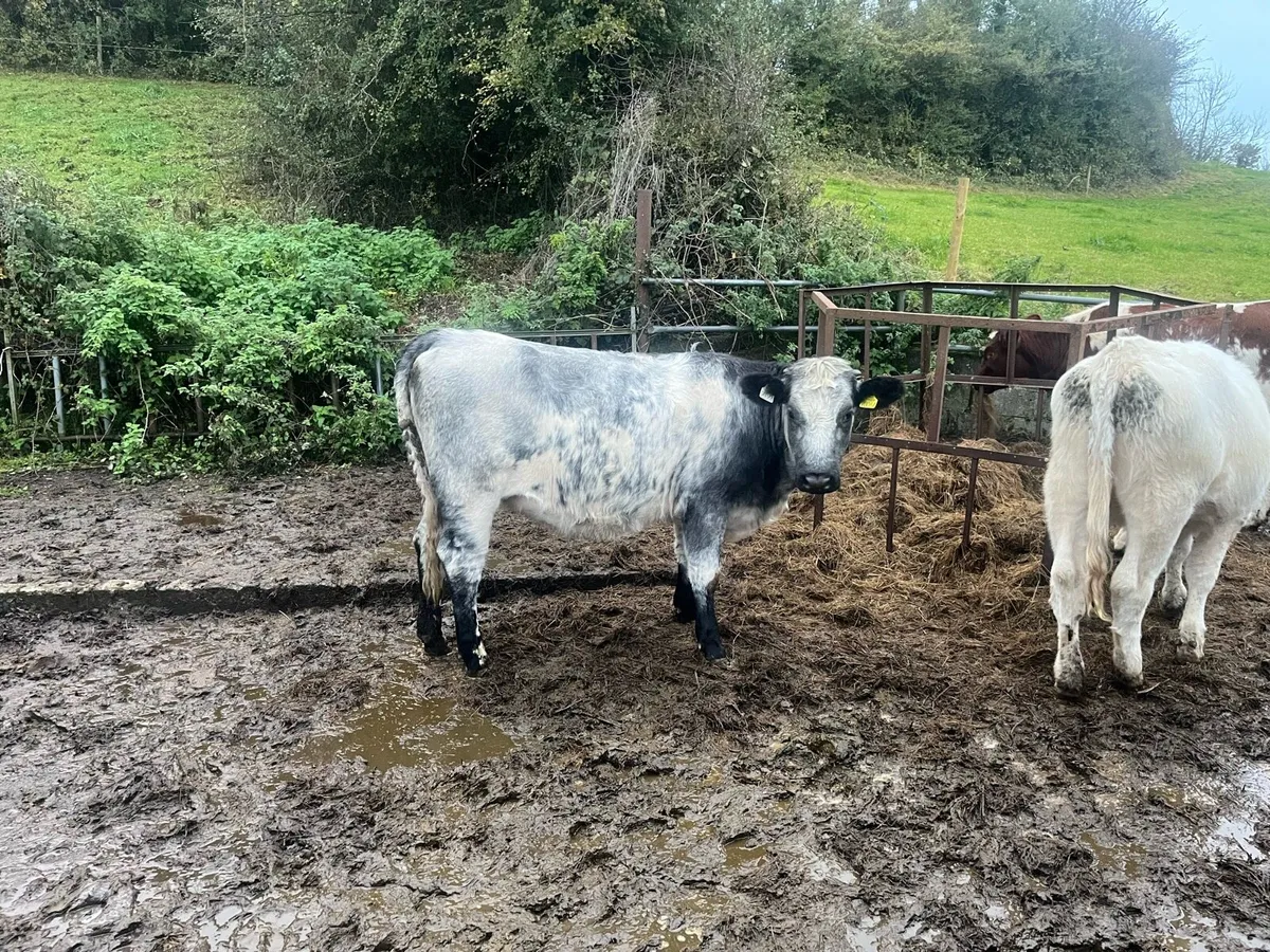 Ballymahon Mart 24th October - Image 4