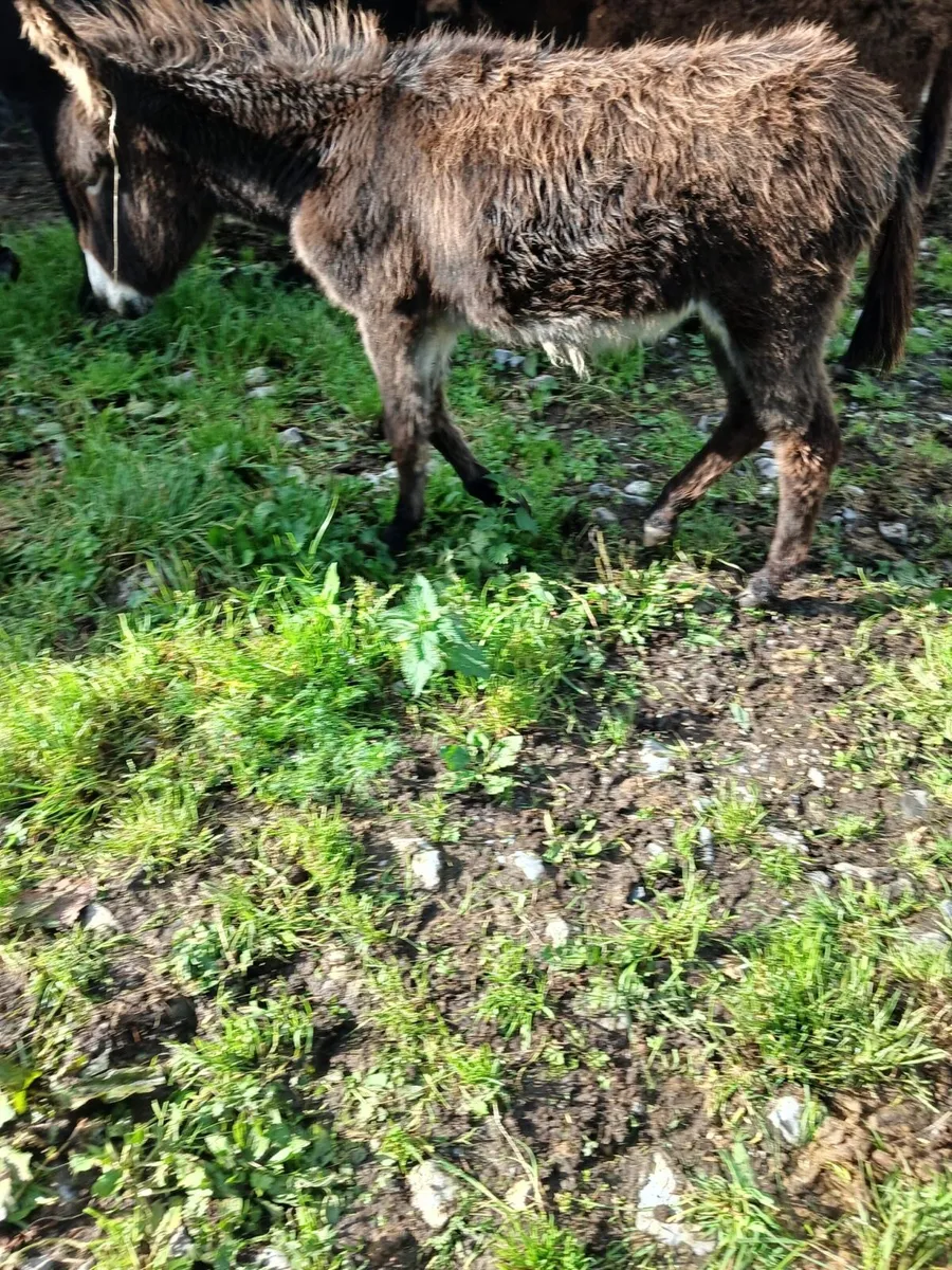 Filly Foal Donkey for Sale - Image 1