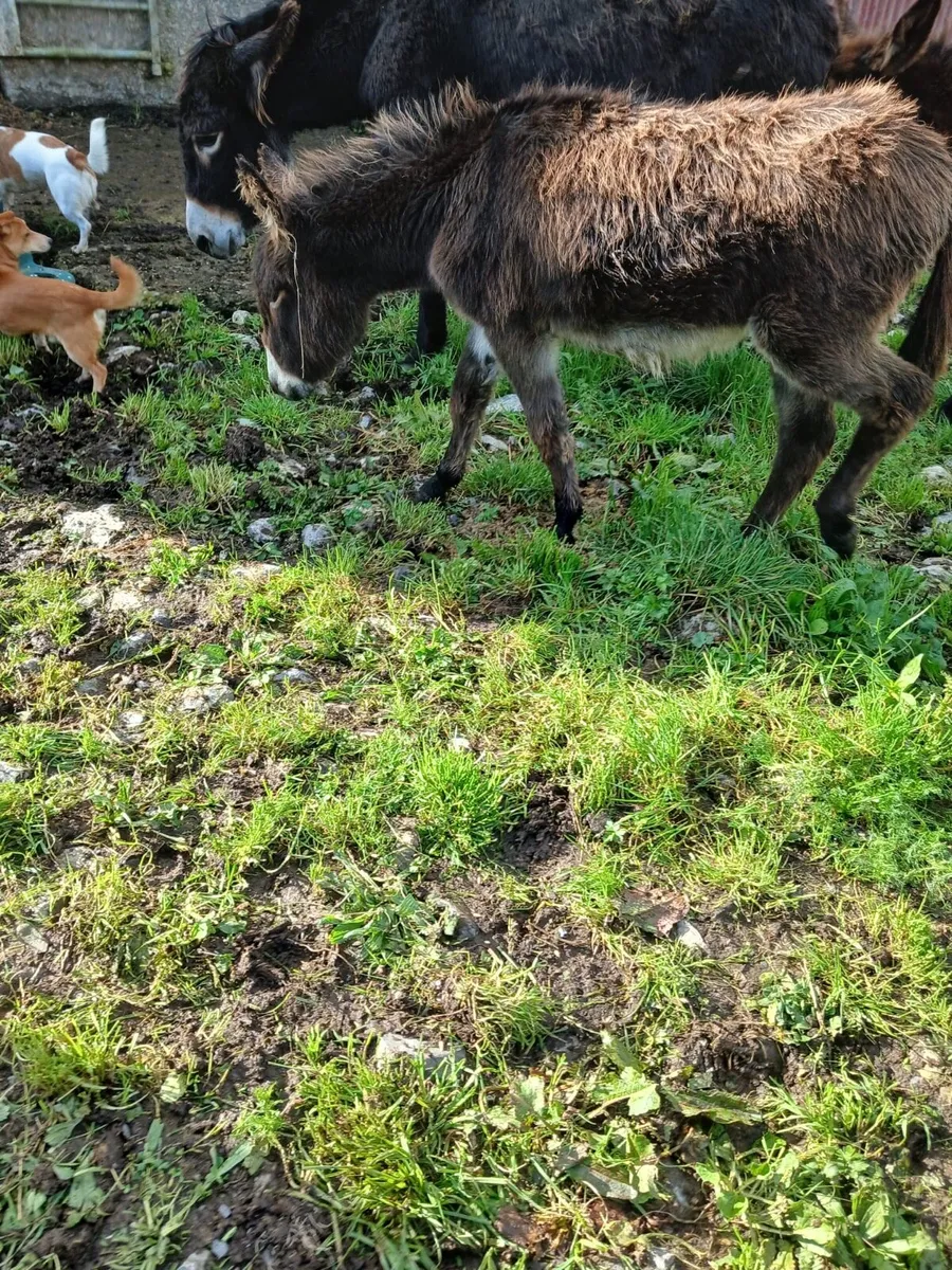 Filly Foal Donkey for Sale - Image 2