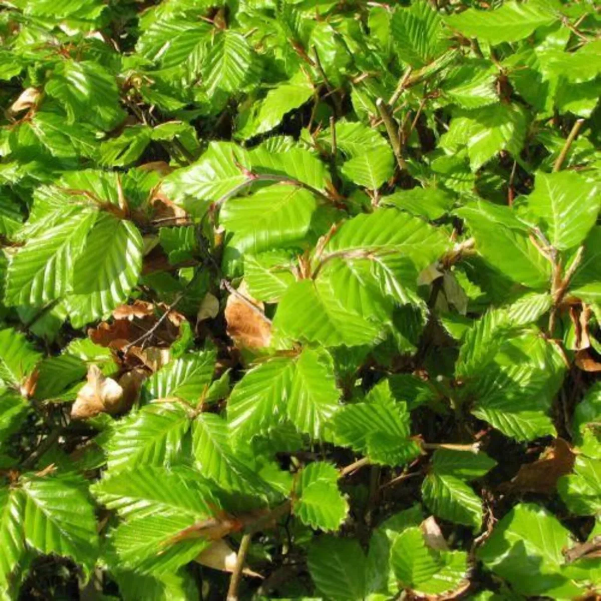 Whitethorn hedging bare root  Beech , Hornbeam - Image 2