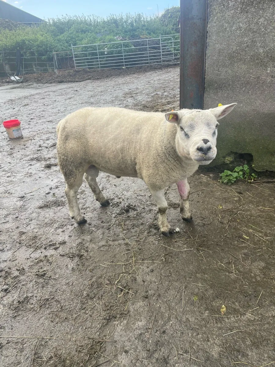 Breeding Rams - Image 1