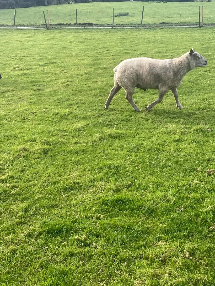 Breeding Rams - Image 2