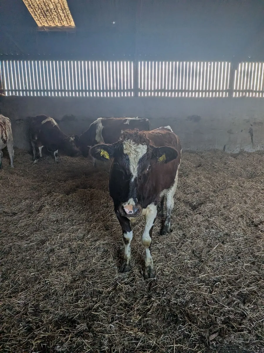 Heifer - Image 2