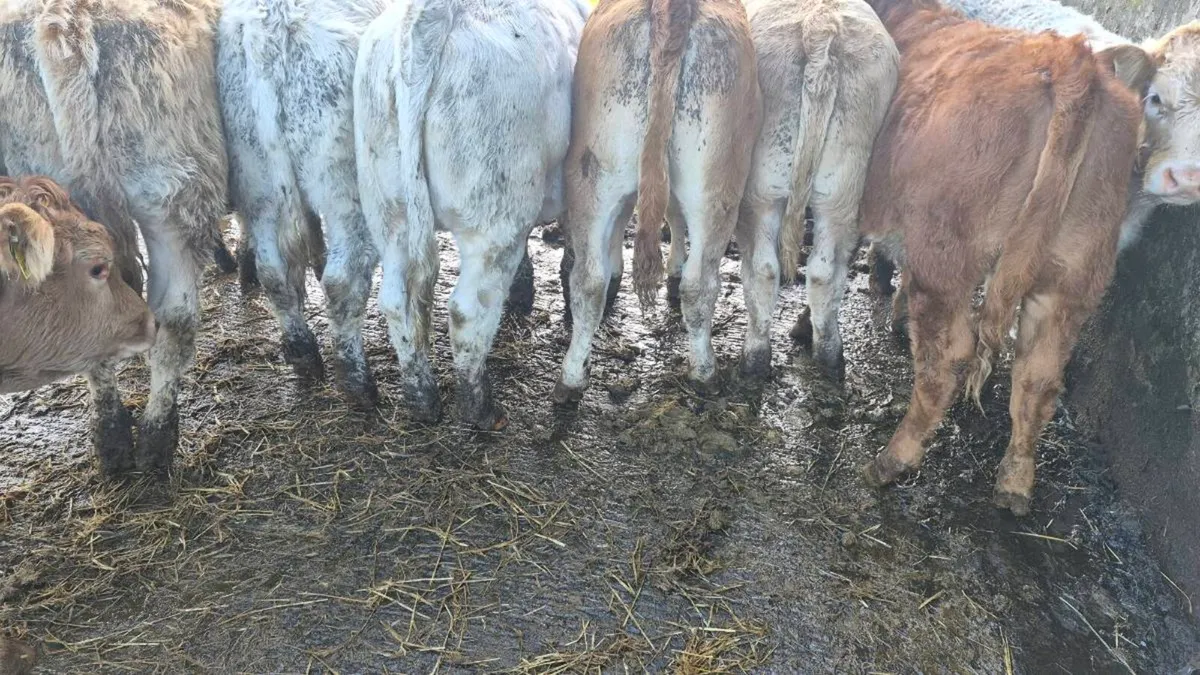 12 heifers - Image 3