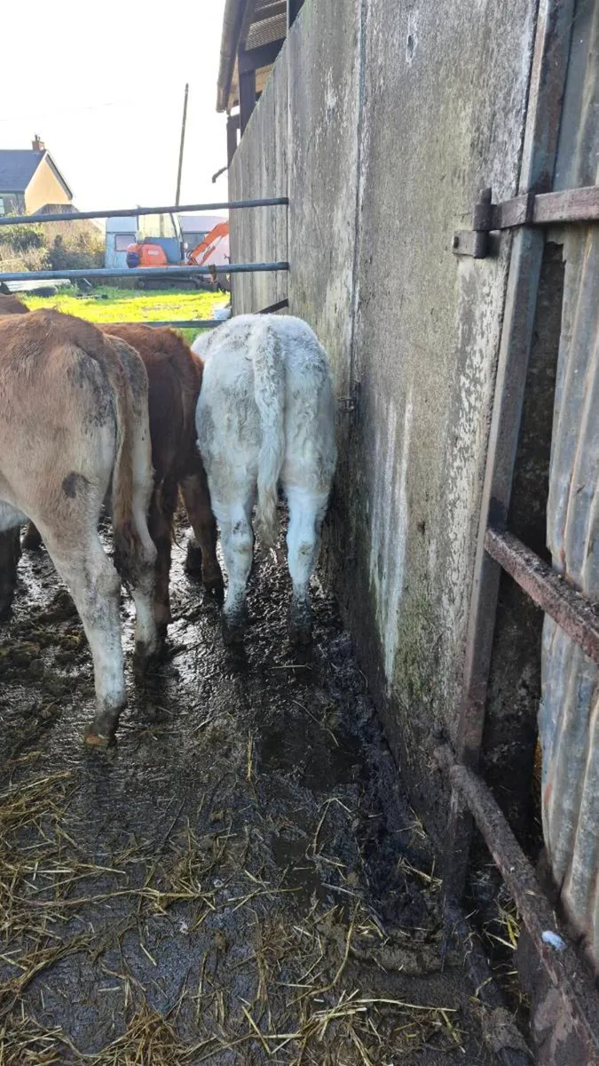 12 heifers - Image 4