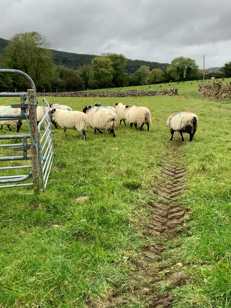 Mayo mountain blackface ewe lambs - Image 2