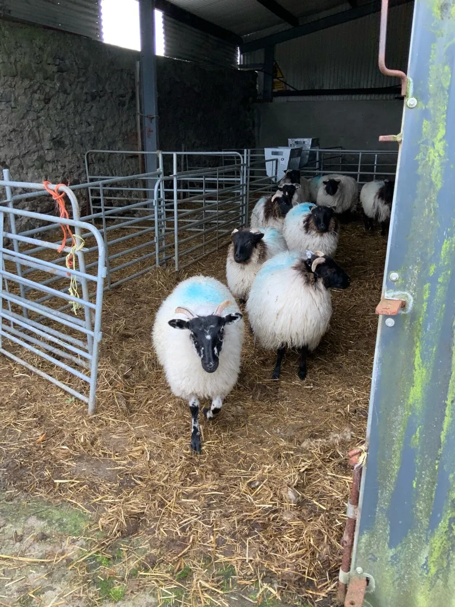 Mayo mountain blackface ewe lambs - Image 1