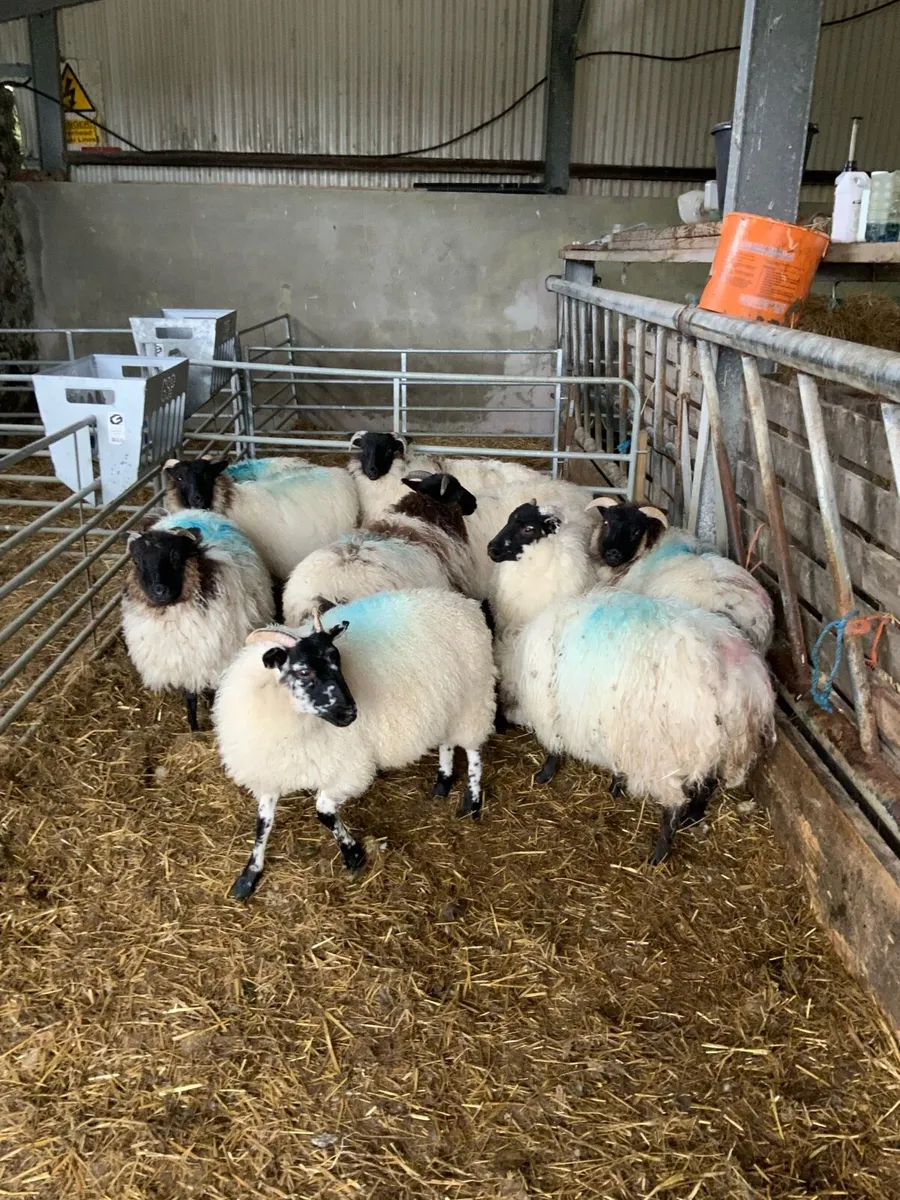 Mayo mountain blackface ewe lambs - Image 3