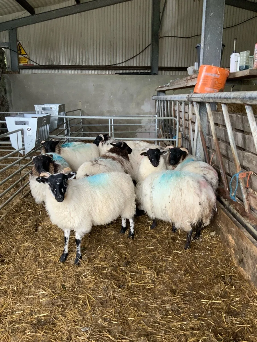 Mayo mountain blackface ewe lambs - Image 4