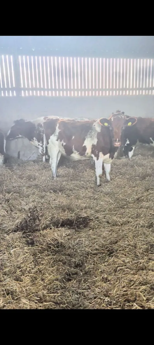 Heifer - Image 3