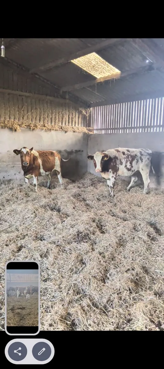 Heifer - Image 1