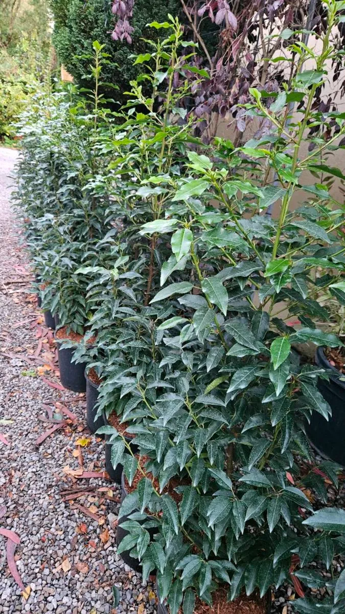 4ft Portuguese Laurel Potted Plants - Image 1