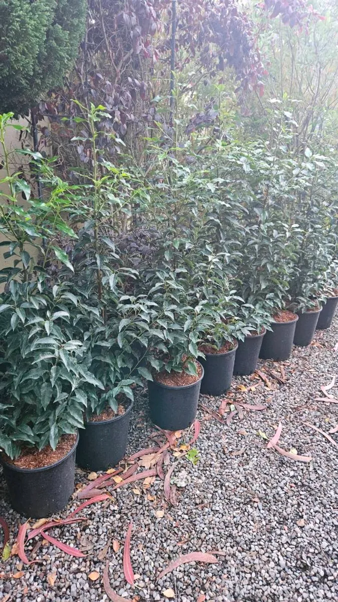 4ft Portuguese Laurel Potted Plants - Image 2