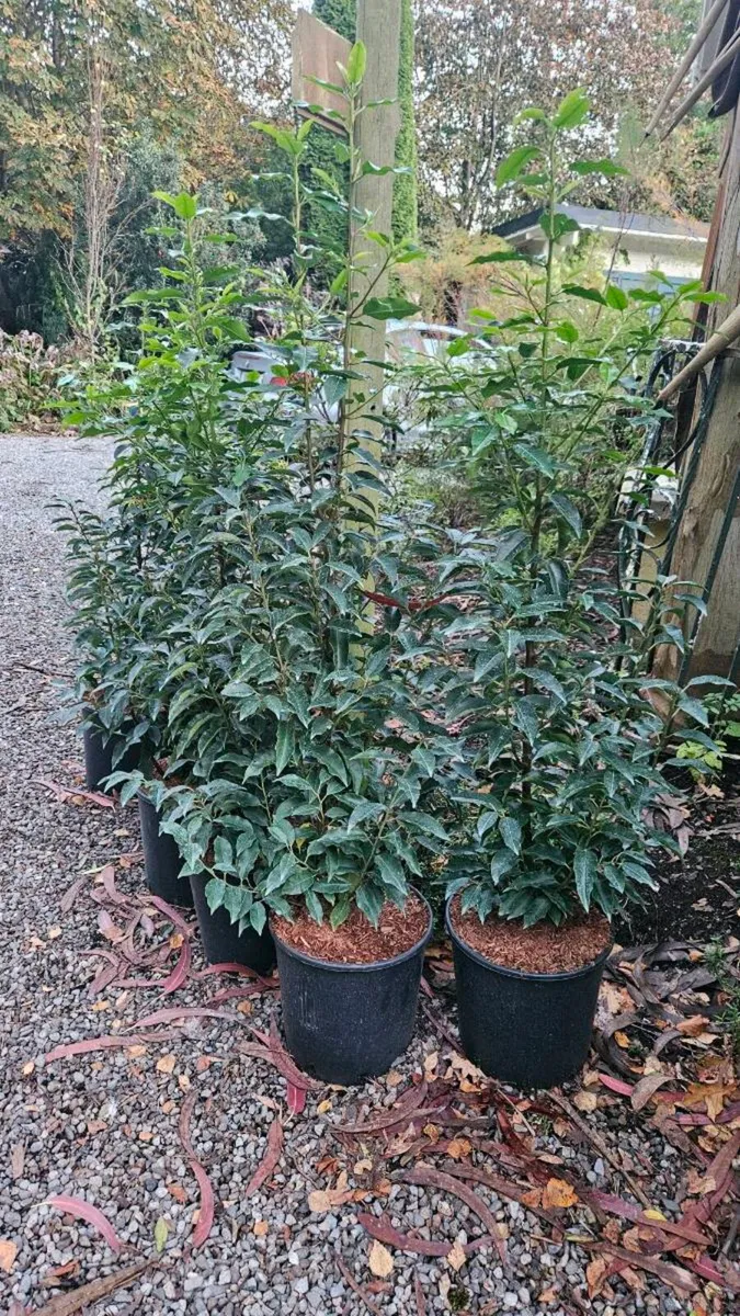 4ft Portuguese Laurel Potted Plants - Image 3