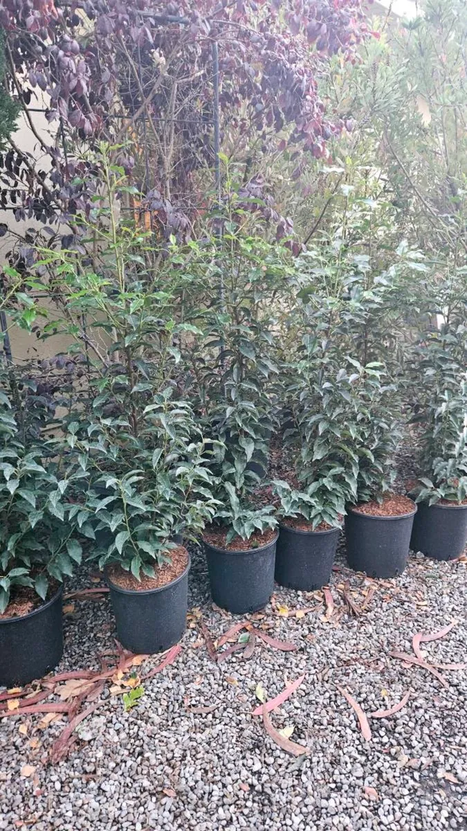 4ft Portuguese Laurel Potted Plants - Image 4