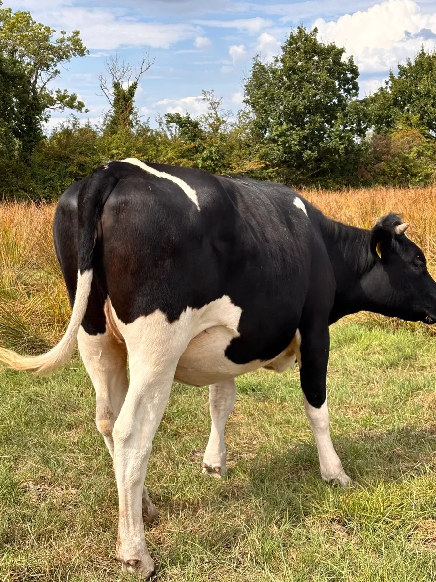 Pedigree In-calf British Friesian Heifers - Image 2
