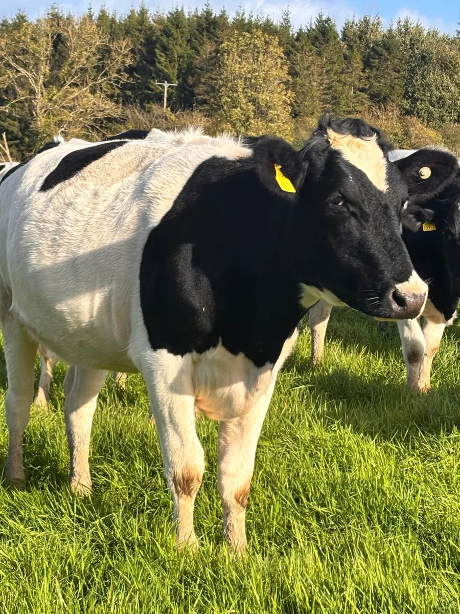 Pedigree In-calf British Friesian Heifers - Image 1