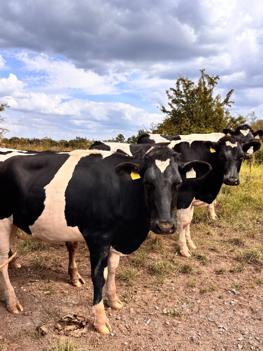 Pedigree In-calf British Friesian Heifers - Image 3