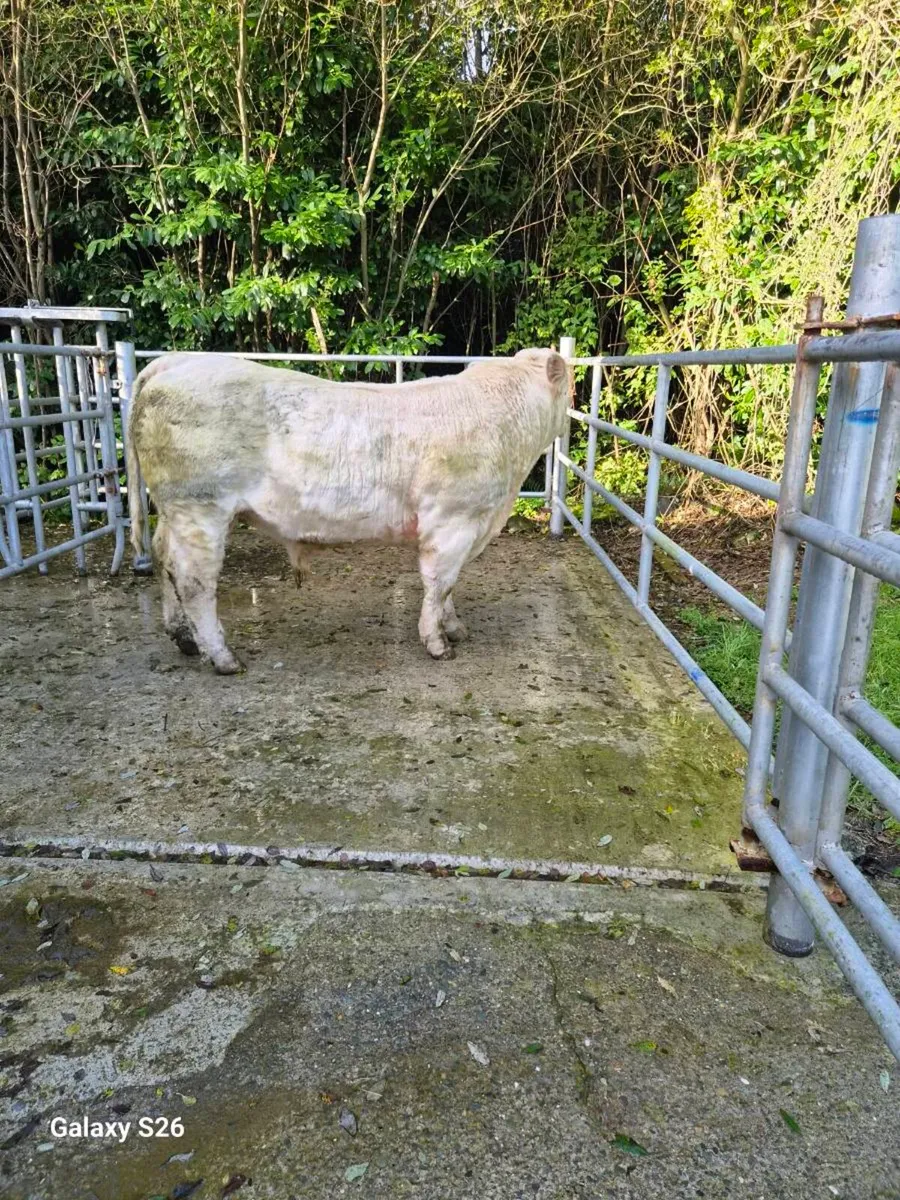 PBR Charolais bull - Image 1