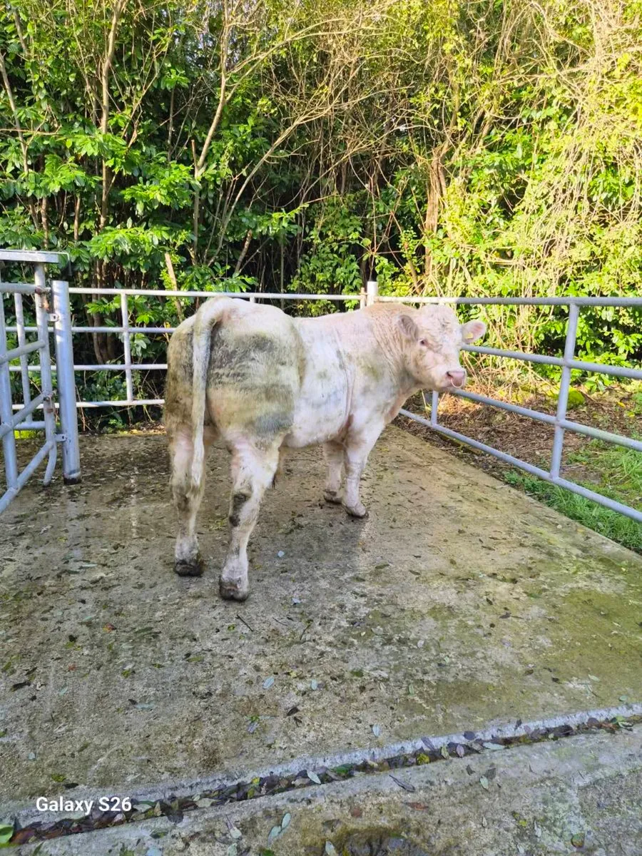 PBR Charolais bull - Image 2