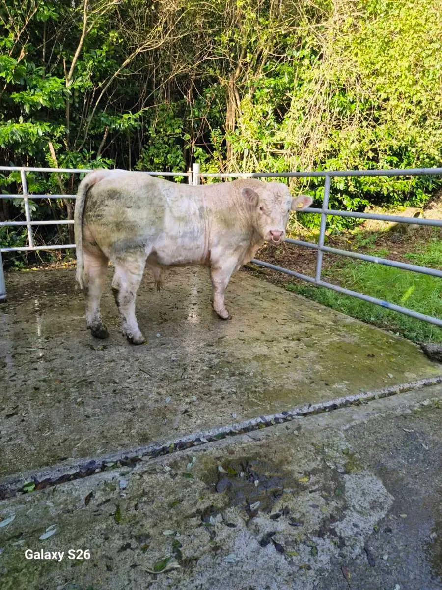 PBR Charolais bull - Image 3