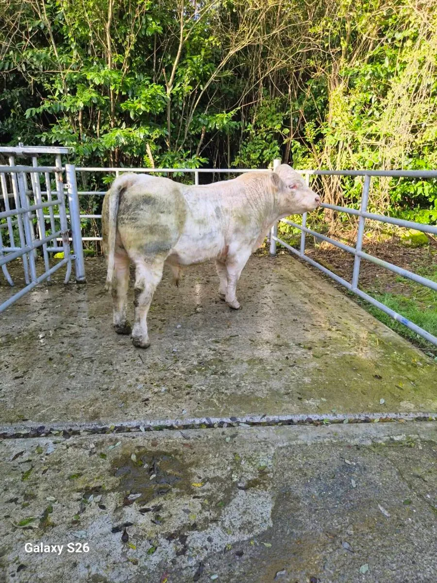 PBR Charolais bull - Image 4