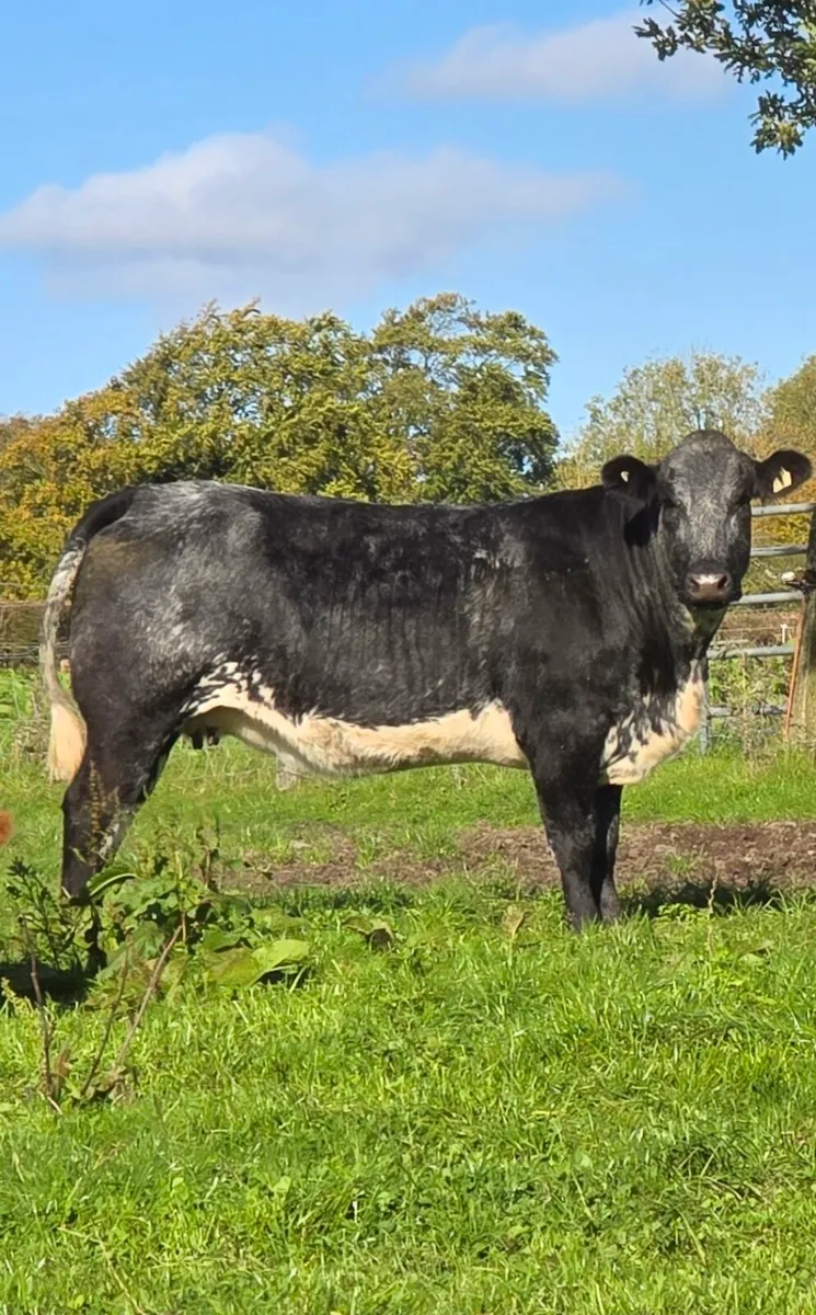 Springer Sale Ballinasloe Mart 24/10/26 - Image 1