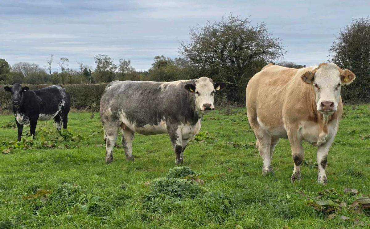 Springer Sale Ballinasloe Mart 24/10/26 - Image 4