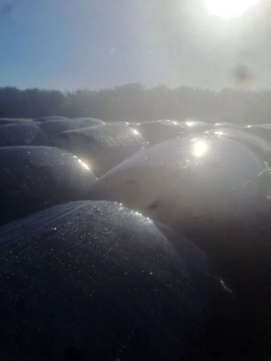 Silage Bales - Image 3