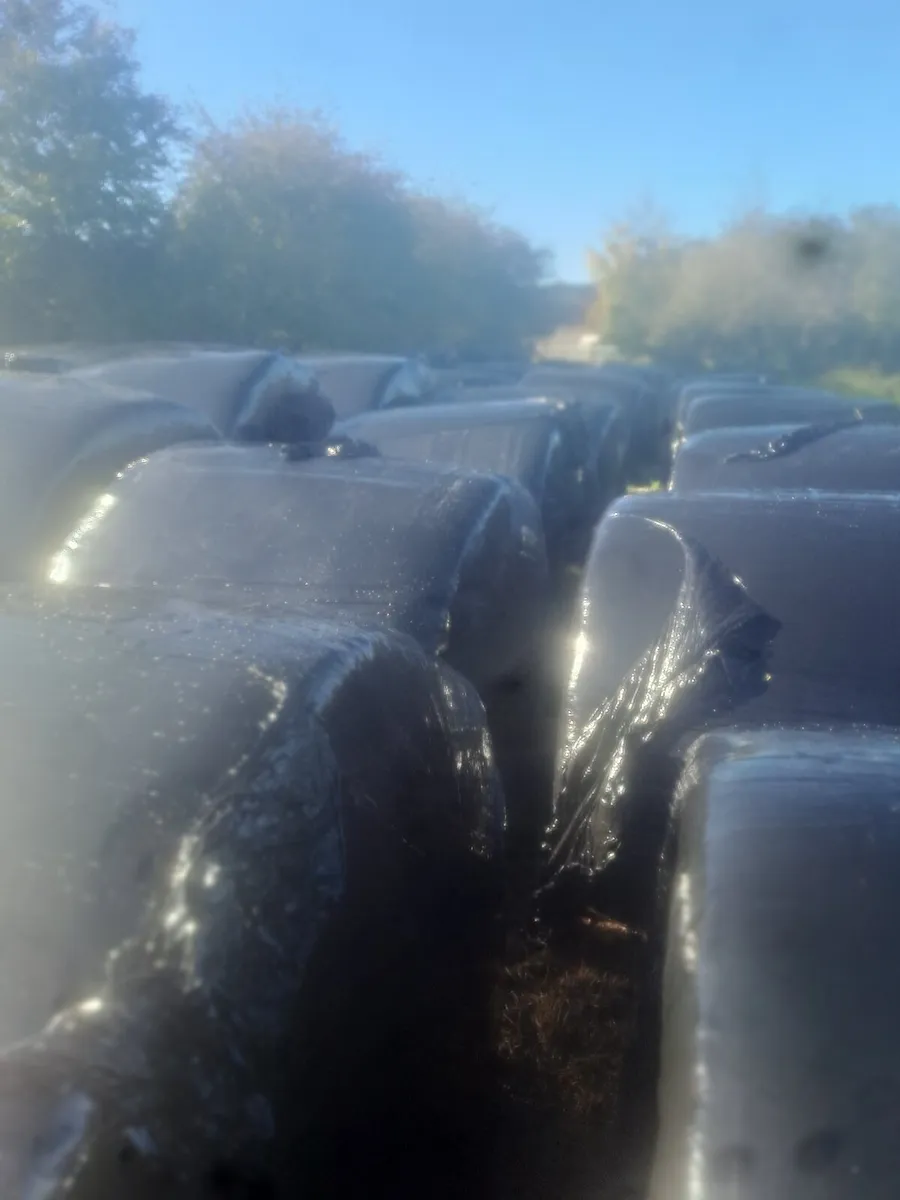 Silage Bales - Image 4
