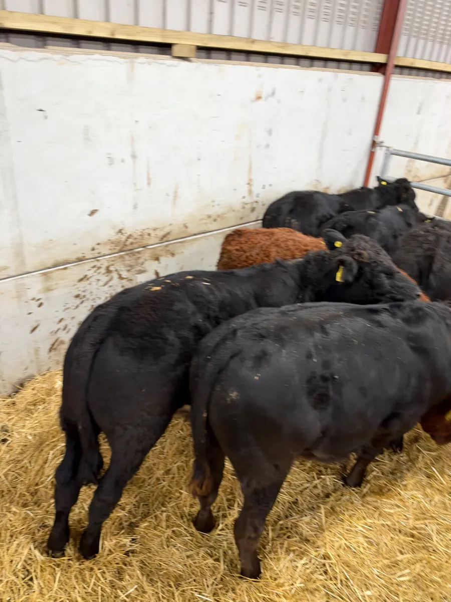Lim bullocks - Image 3