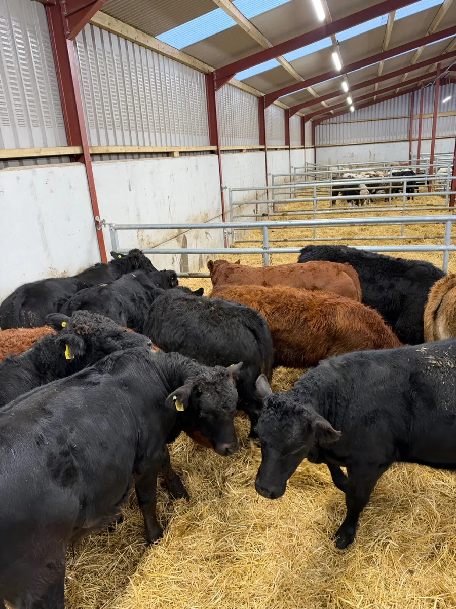 Lim bullocks - Image 4