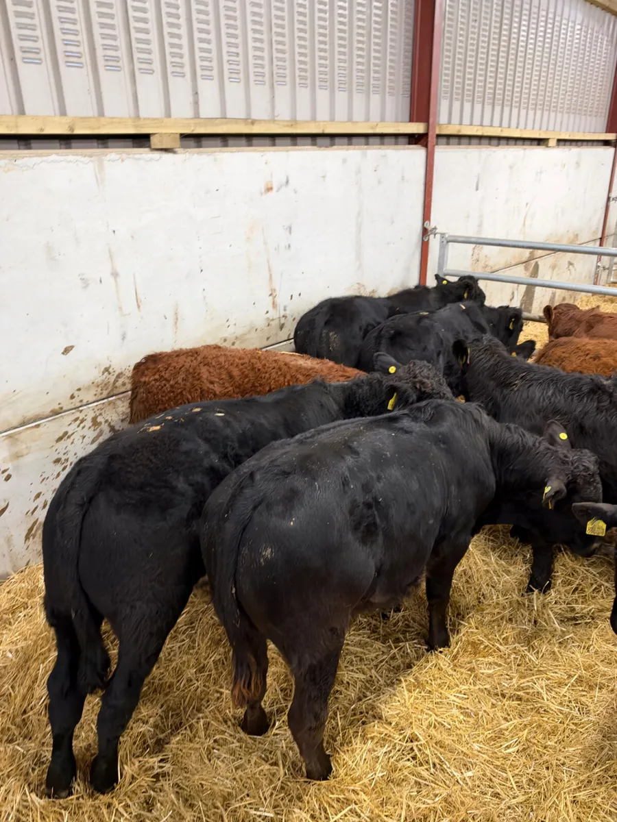 Lim bullocks - Image 2