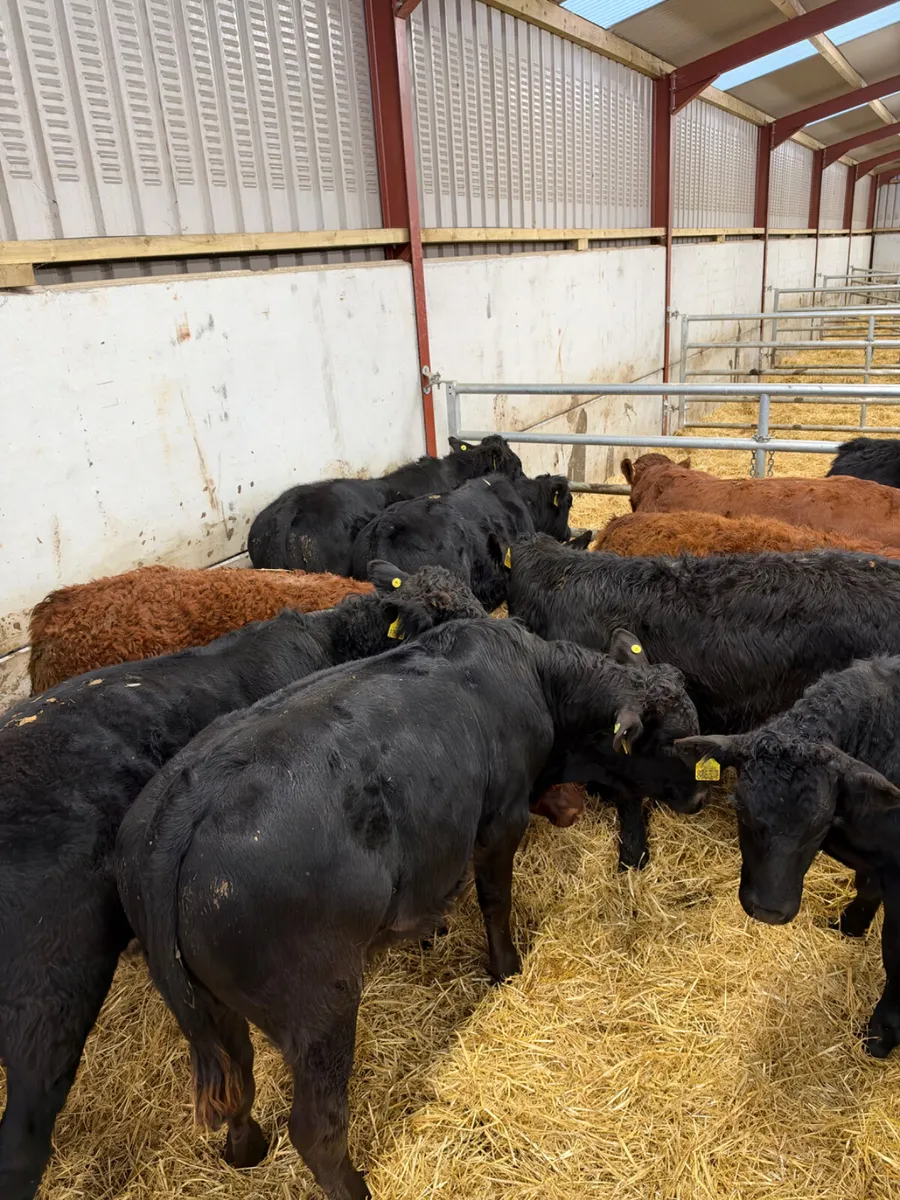 Lim bullocks - Image 1