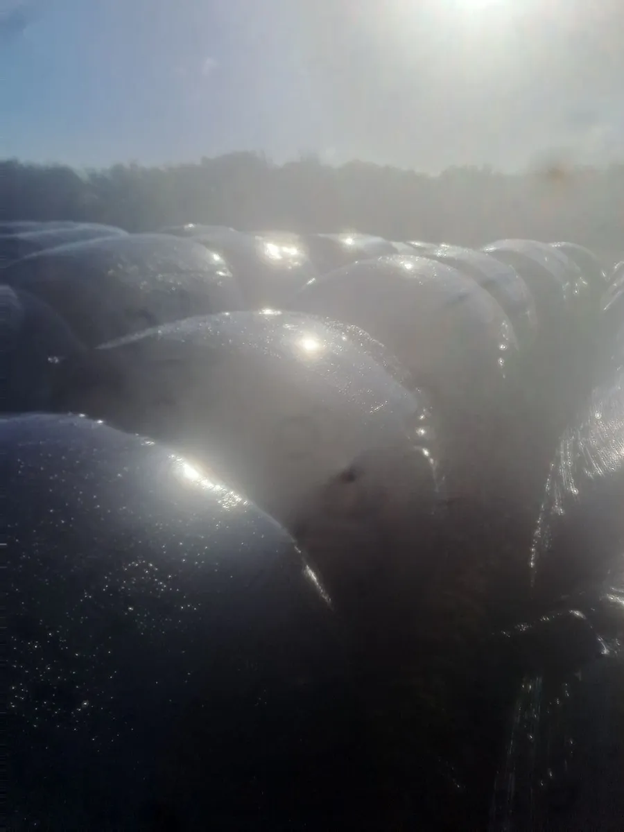 Silage Bales - Image 1
