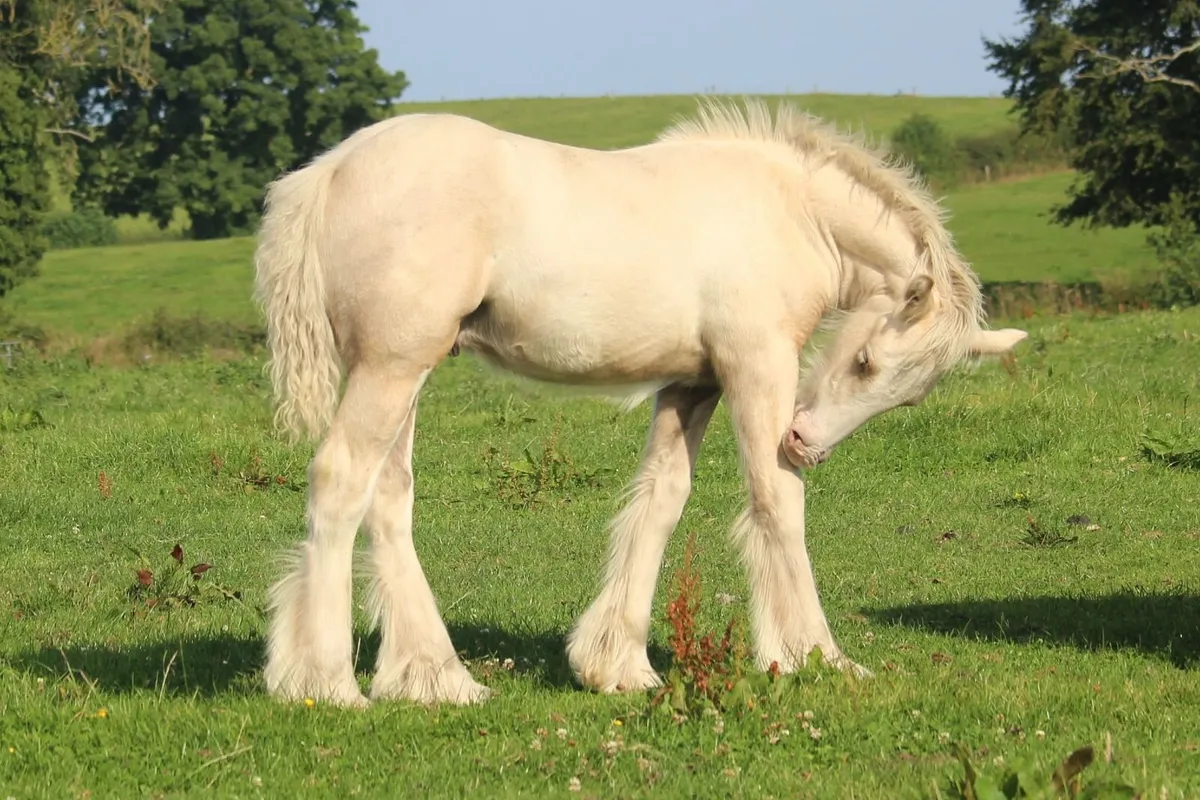 Full Pedigree Irish Cob foals to make 15.2h - Image 1