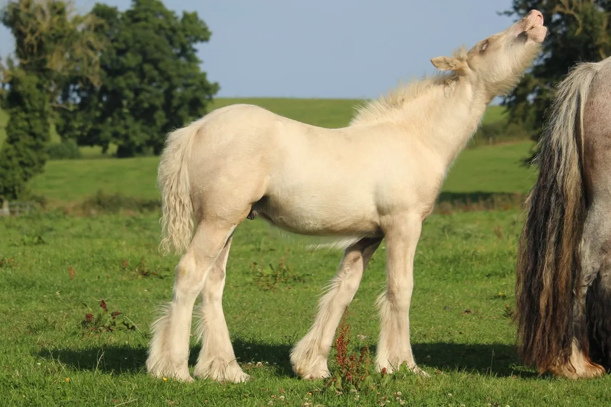 Full Pedigree Irish Cob foals to make 15.2h - Image 2