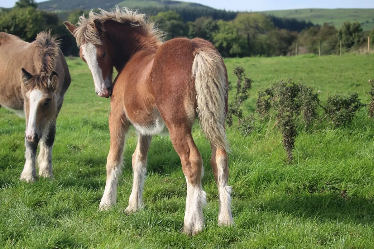 Full Pedigree Irish Cob foals to make 15.2h - Image 3