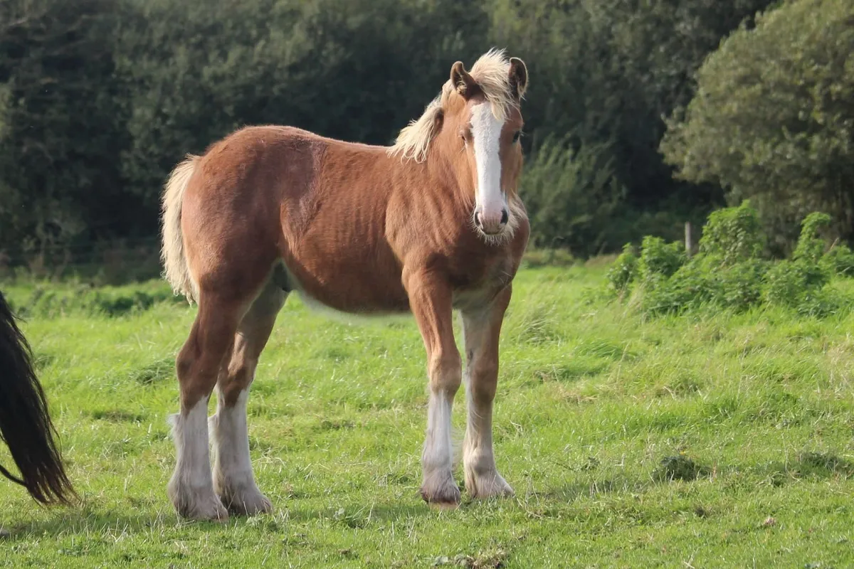 Full Pedigree Irish Cob foals to make 15.2h - Image 4