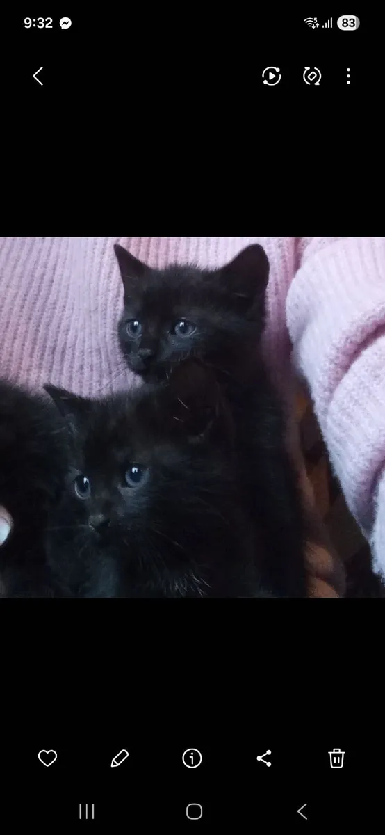 Kittens