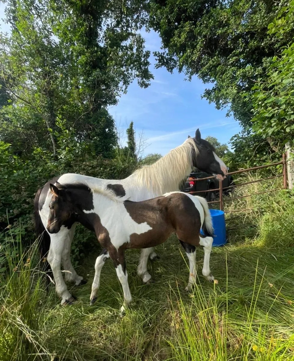 Filly foal - Image 1