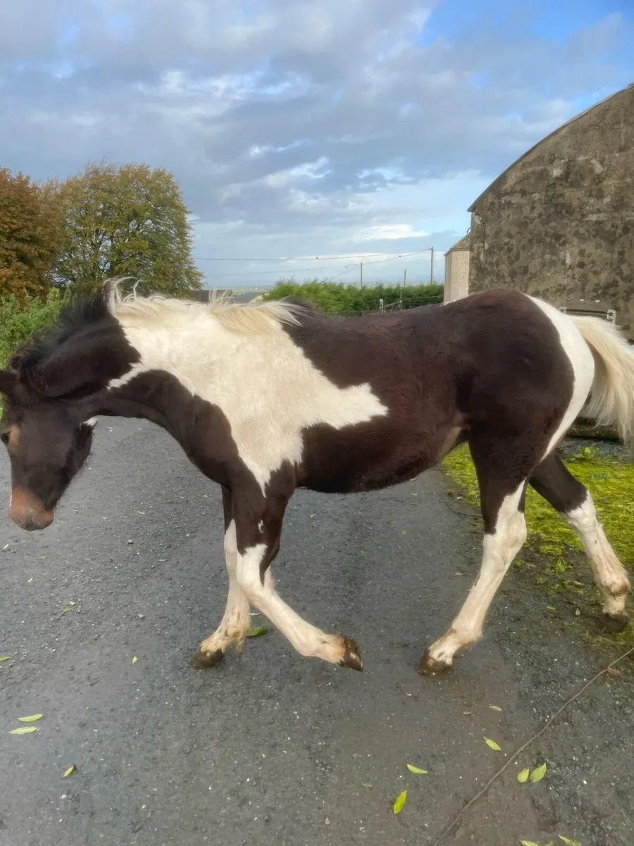 Filly foal - Image 2