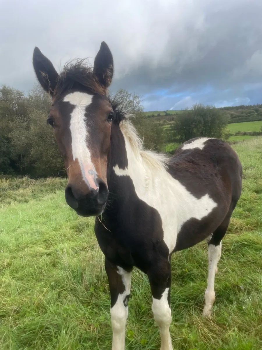 Filly foal - Image 4