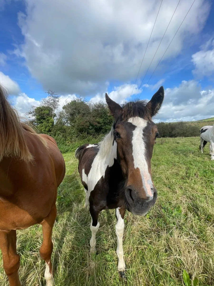 Filly foal - Image 3